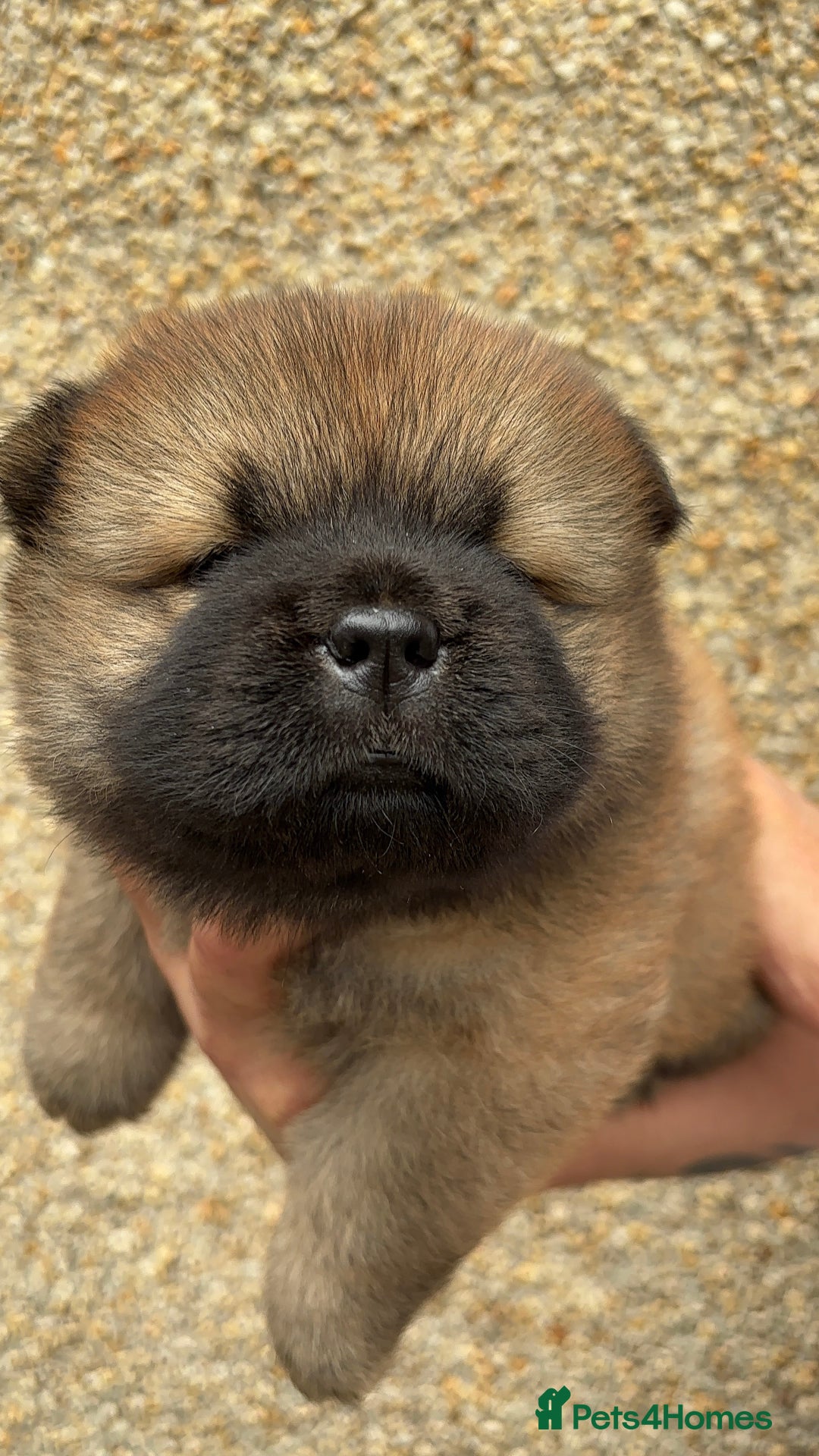 Chow Chow dogs for sale: 🐾Adorable Pedigree Chow Chow Puppies paw - Image 37