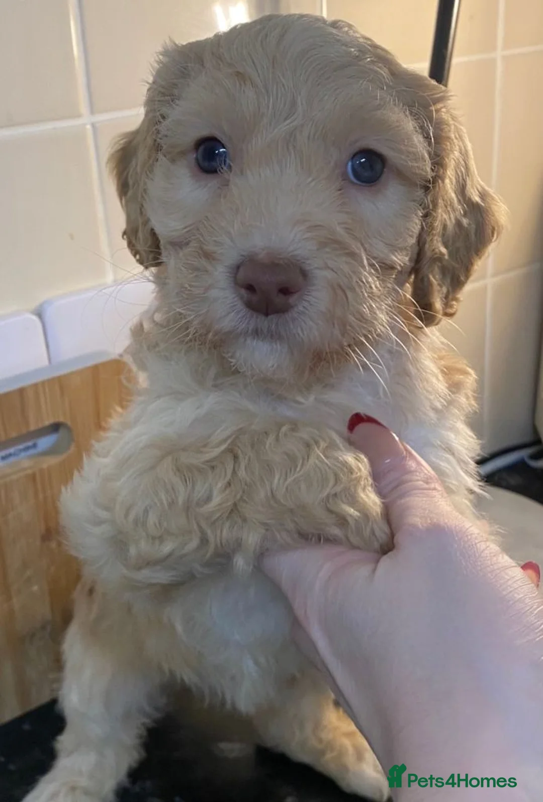 Cockapoo dogs for sale: Friendly Cockapoo Puppies Seeking Forever Homes - Advert 6