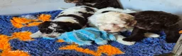 Cockapoo dogs for sale: F1 cockapoo puppys  in Durham - Advert 5