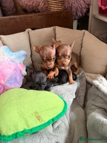 Chihuahua dogs Beautiful little Chi ready to reserve - Advert 7