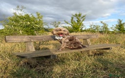 Australian Labradoodle dogs for sale: *waiting list* Australian labradoodles - Image 7
