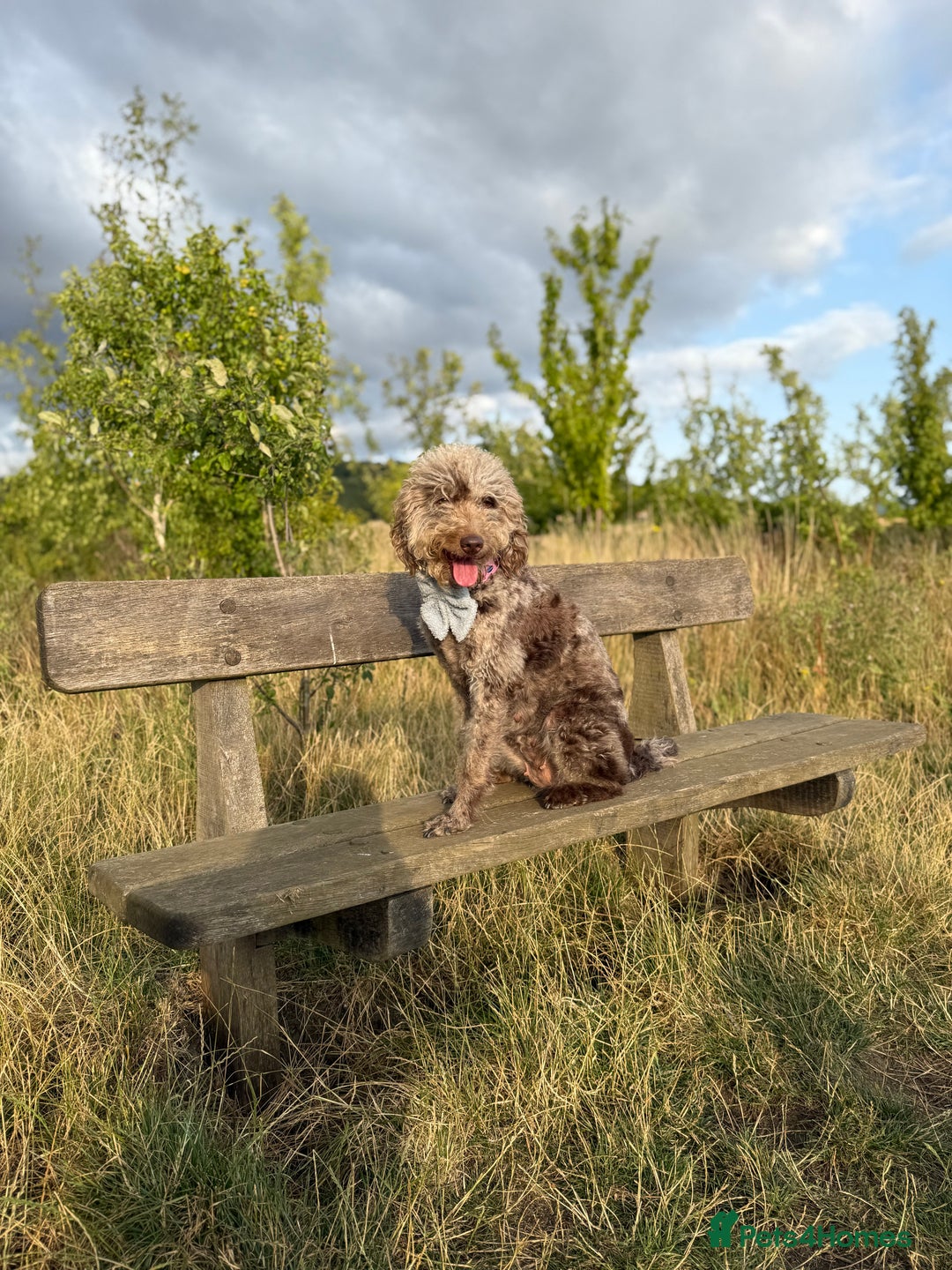 Australian Labradoodle dogs for sale: *waiting list* Australian labradoodles - Image 7