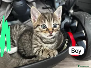 Mixed Breed cats kittens (Siamese Mother) - Advert 2