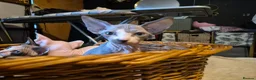 Sphynx cats for sale:  sphynx kitten  1 female available October 13th  - Advert 15