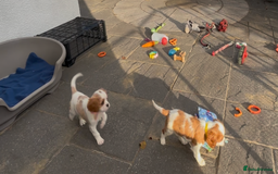 Cavalier King Charles Spaniel dogs for sale: Cavalier King Charles  - Image 18