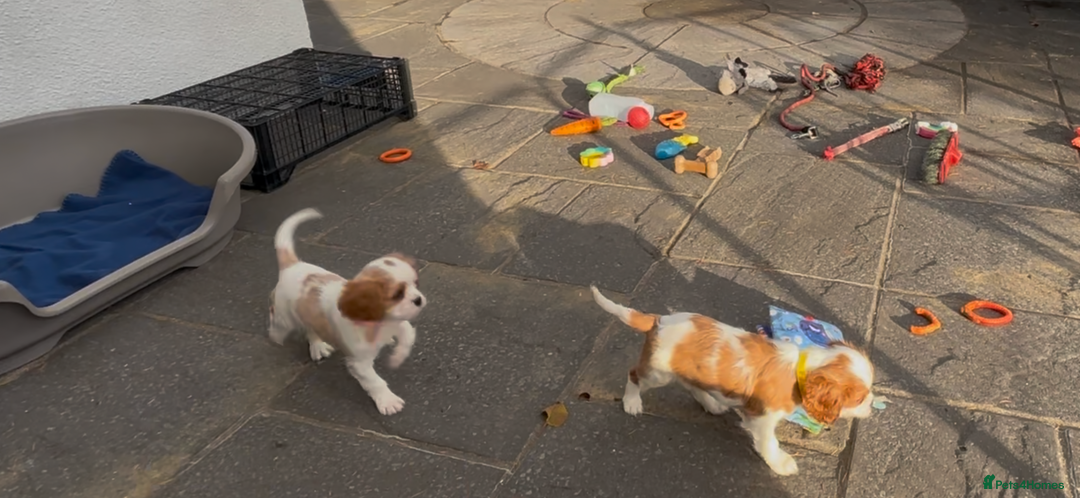 Cavalier King Charles Spaniel dogs for sale: Cavalier King Charles  - Image 18