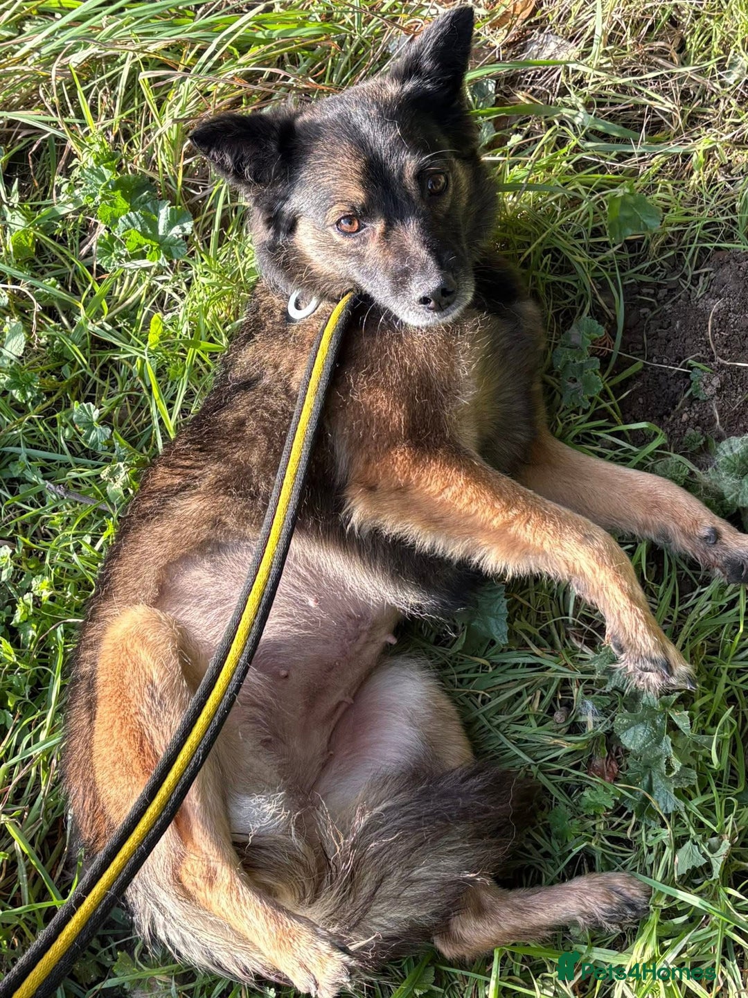 Mixed Breed dogs for adoption: Shona - Norwich Norfolk  - Advert 13