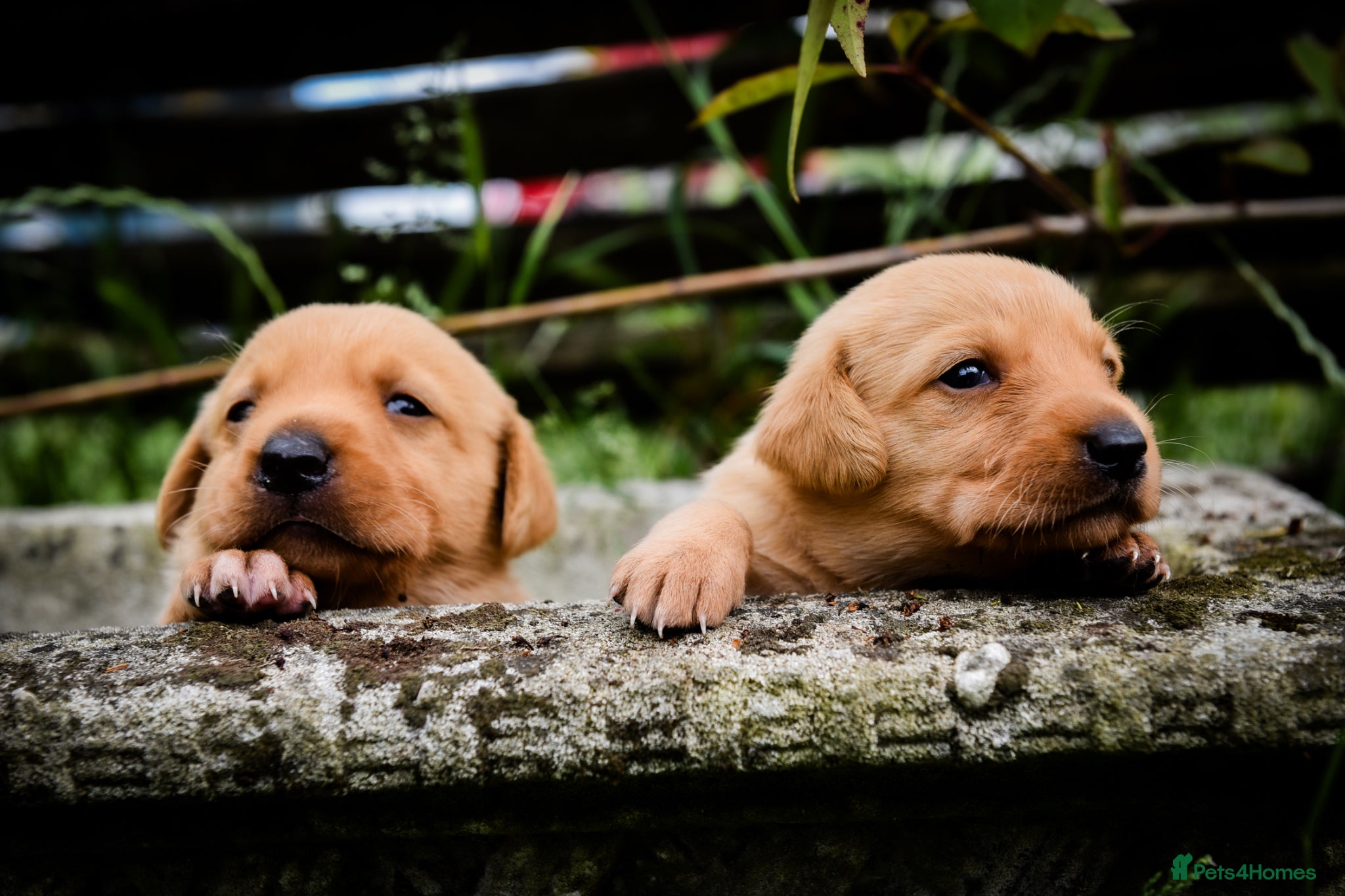 Labrador Retriever dogs Top Deep Red Quality Labrador JC Puppies KC Reg  - Advert 2