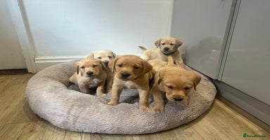 Labrador Retriever dogs - Advert 12