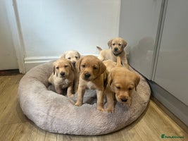 Labrador Retriever dogs - Advert 8