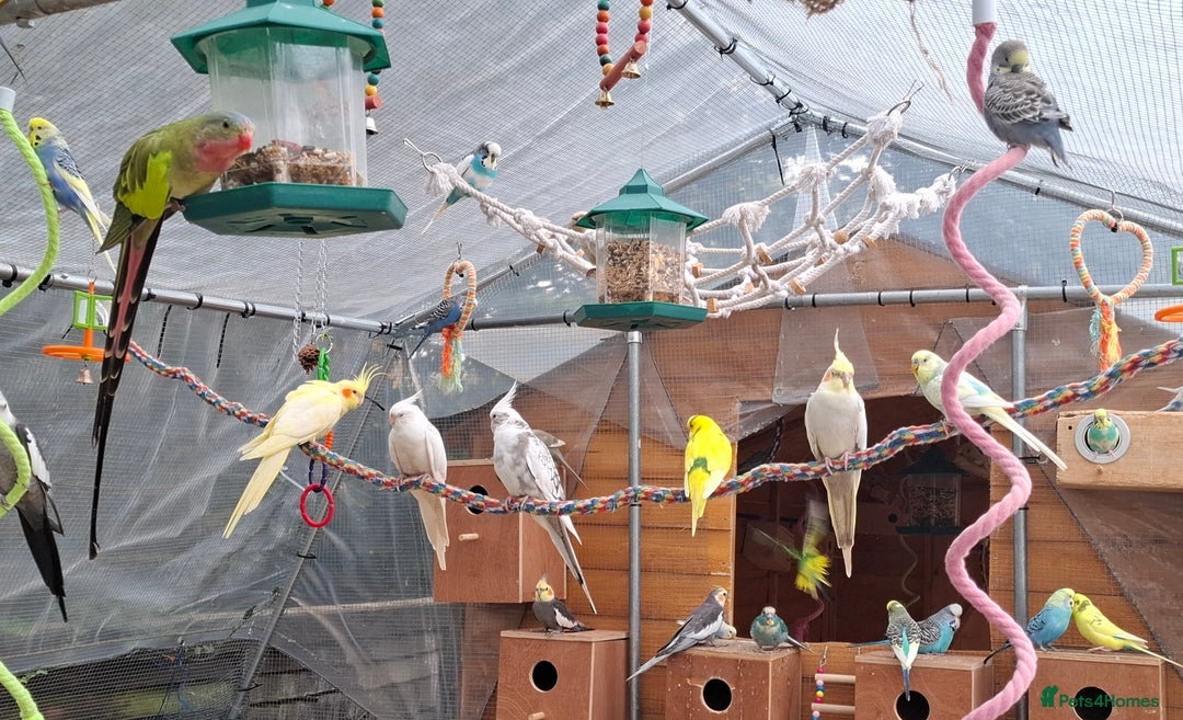 Budgerigars birds for sale: Take in / RESCUE any unwanted Birds/parrots - Image 5