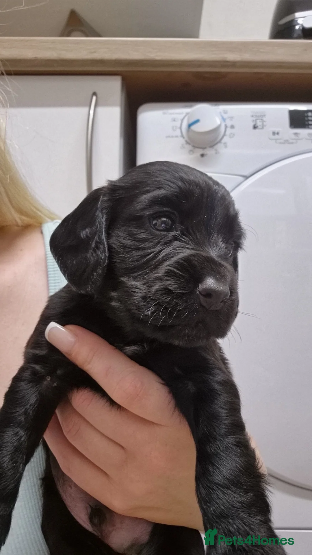 Cocker Spaniel dogs for sale: Working cocker spaniel pups - Advert 13