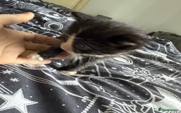 Domestic Shorthair cats for sale: 6 beautiful babies 5 boys and 1 girl - Image 9