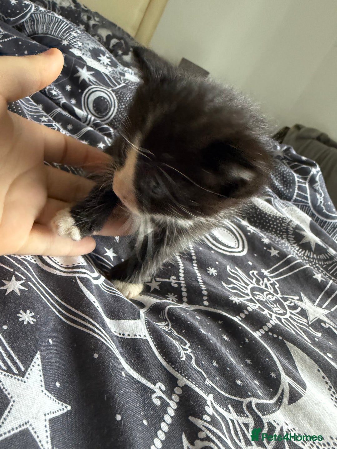 Domestic Shorthair cats for sale: 6 beautiful babies 5 boys and 1 girl - Image 9