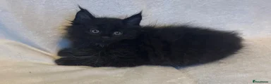 Maine Coon 2