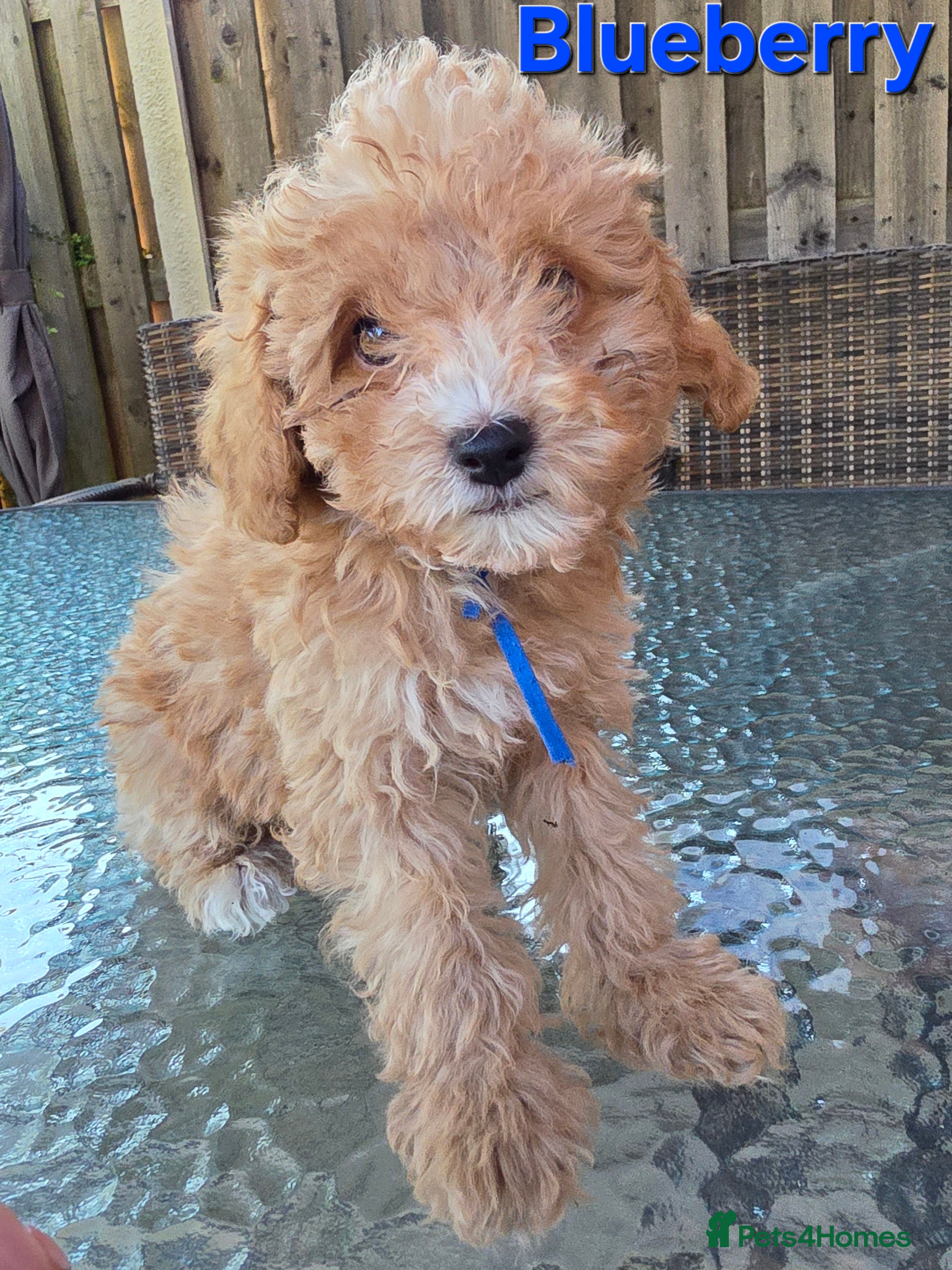 Poochon Puppy 3 Blueberry