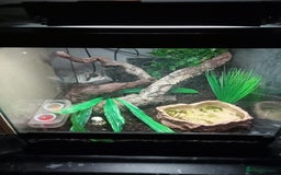Gecko reptiles for sale: Crested gecko - Image 3