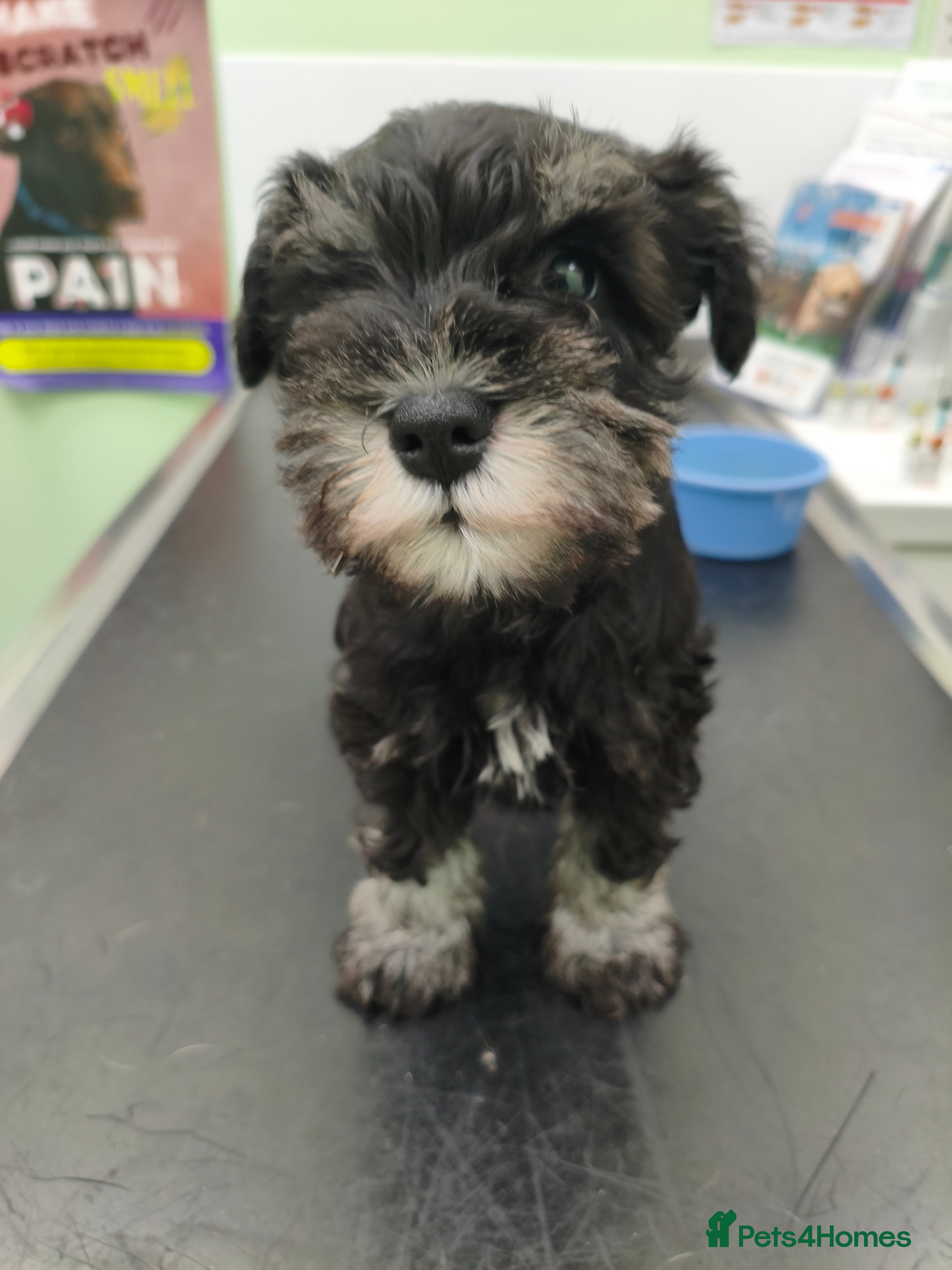 Miniature Schnauzer dogs Charming Mini Schnauzers with KC registration - Advert 5