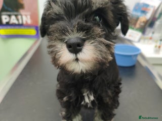 Miniature Schnauzer dogs Charming Mini Schnauzers with KC registration - Advert 5