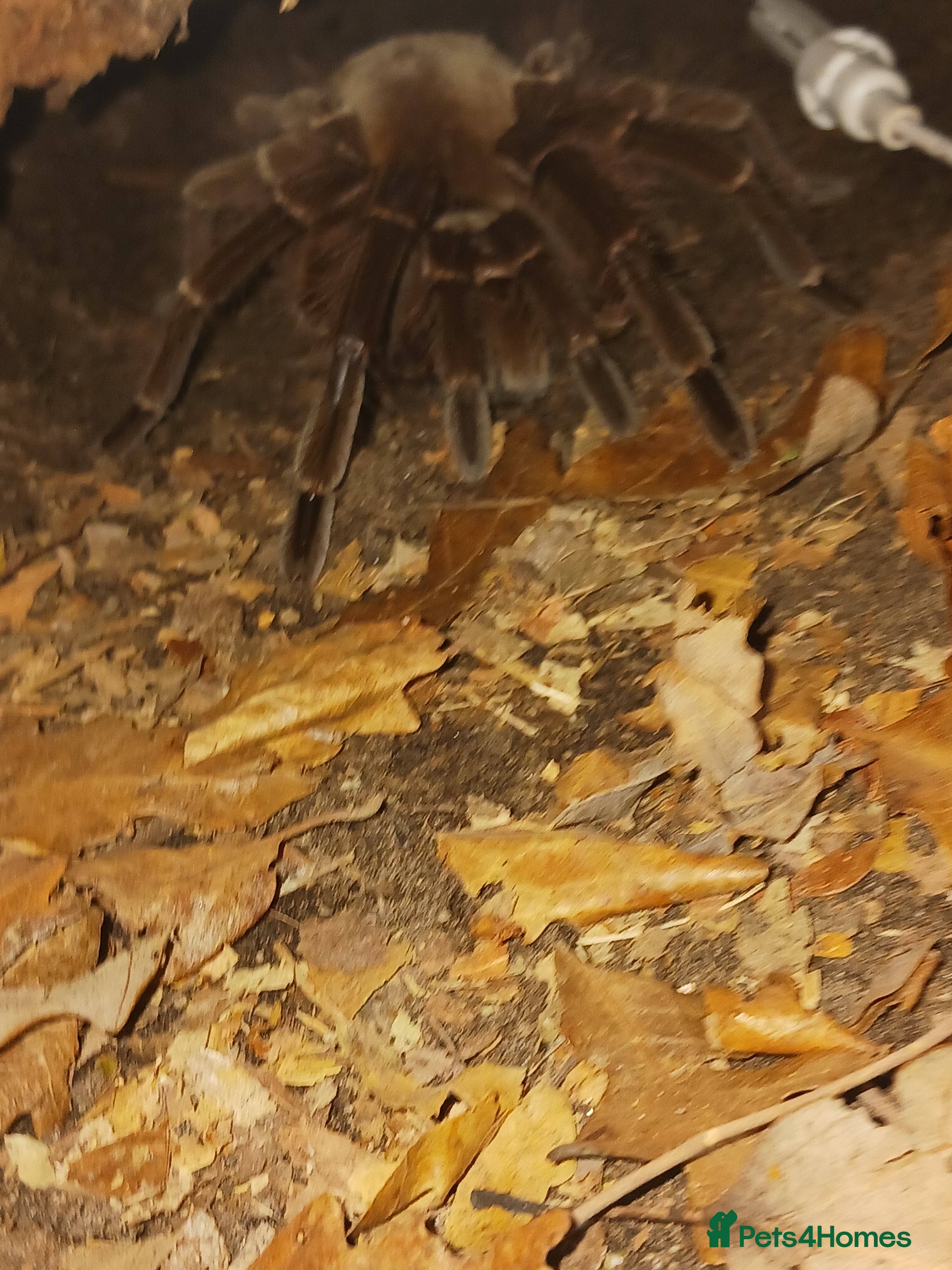 Tarantulas invertebrates Female theraphosa blondi adult - Advert 2
