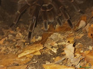Tarantulas invertebrates Female theraphosa blondi adult - Advert 4