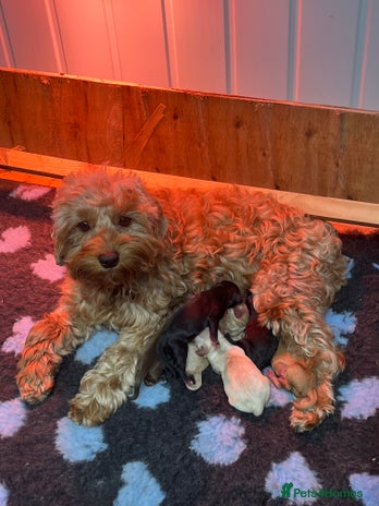Cockapoo dogs - Advert 1