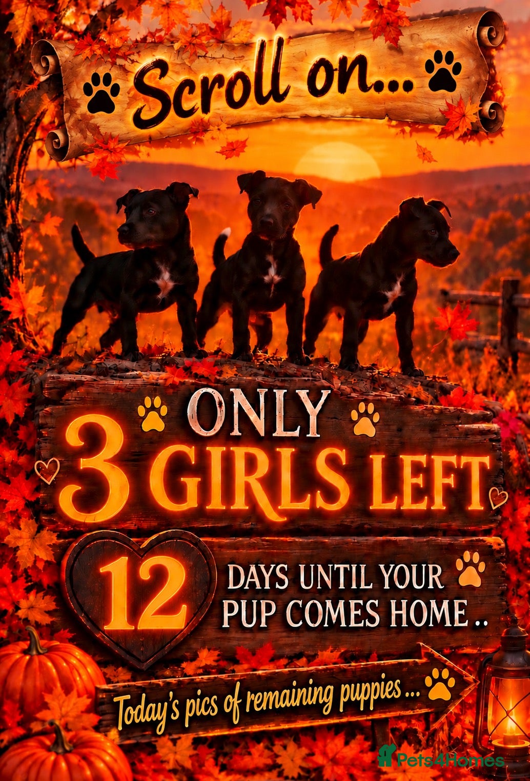 Patterdale Terrier dogs Stunning spooktacular Patterdale puppies  - Advert 3
