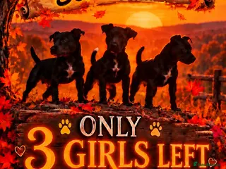 Patterdale Terrier dogs Stunning spooktacular Patterdale puppies - Advert 3