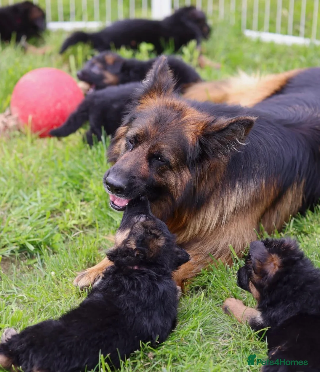German Shepherd dogs for sale: Guardian German Shepherd puppies. in Swansea - Advert 1