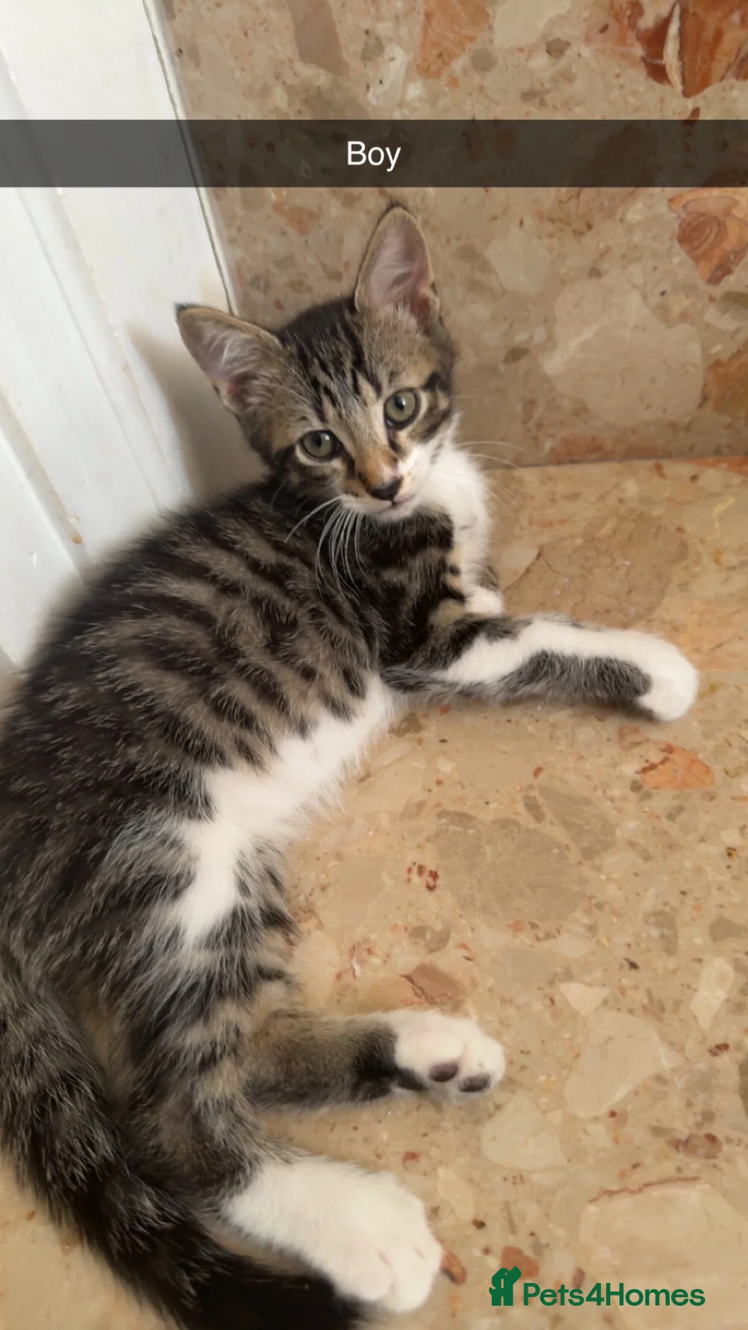 Bengal cats for sale: Stunning cross bengals  - Advert 12