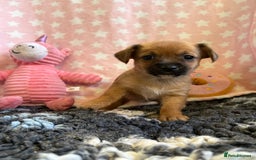 Mixed Breed dogs for sale: Stunning Tiny Yorkie Jack puppies  - Image 6