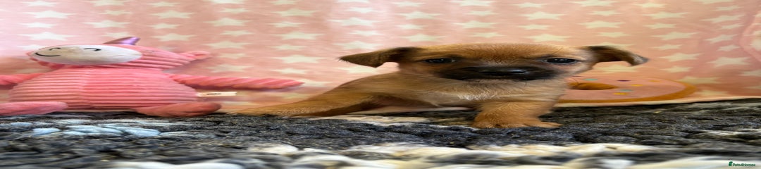 Mixed Breed Puppy 6
