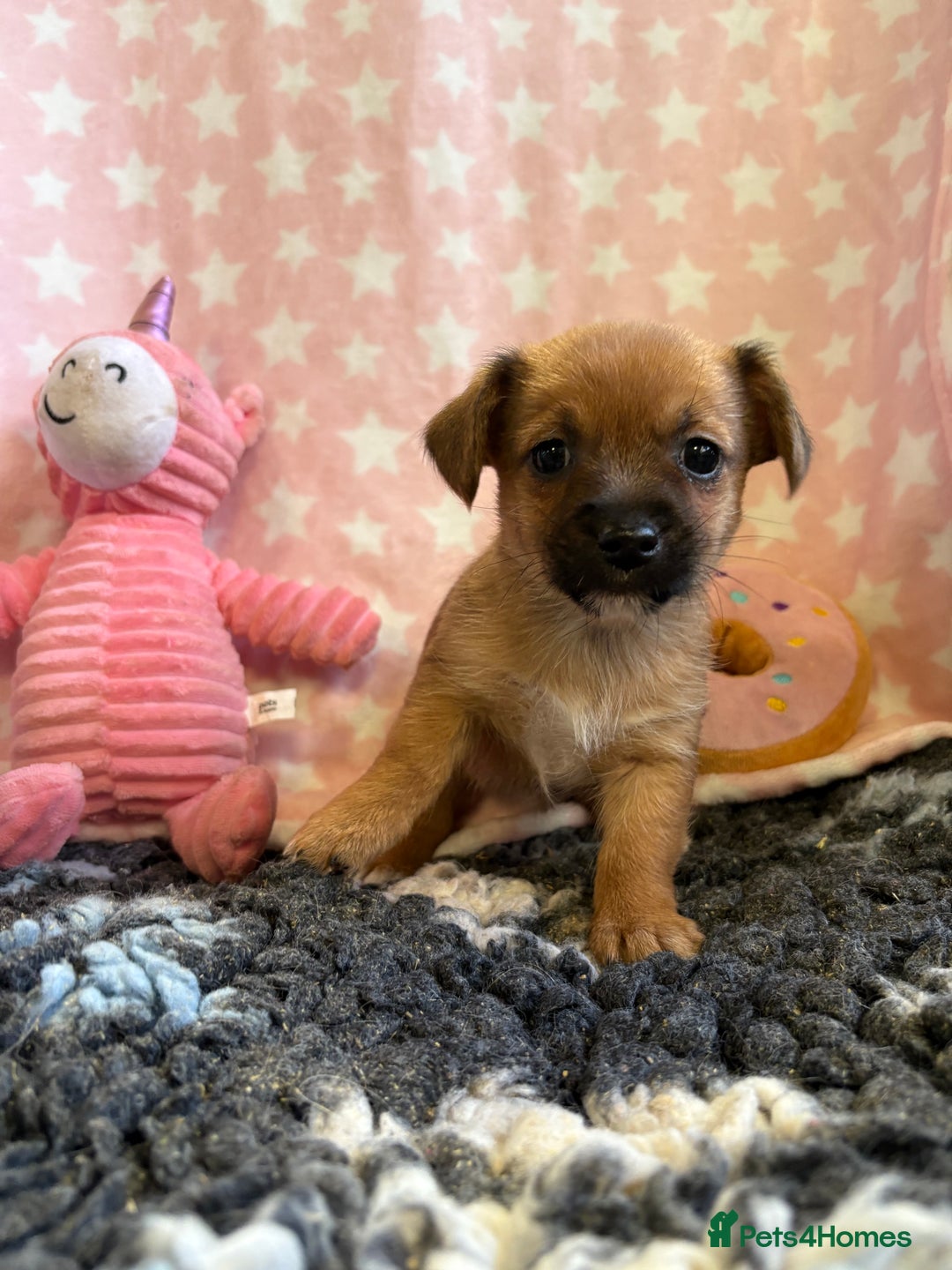Mixed Breed dogs for sale: Stunning Tiny Yorkie Jack puppies  - Image 6