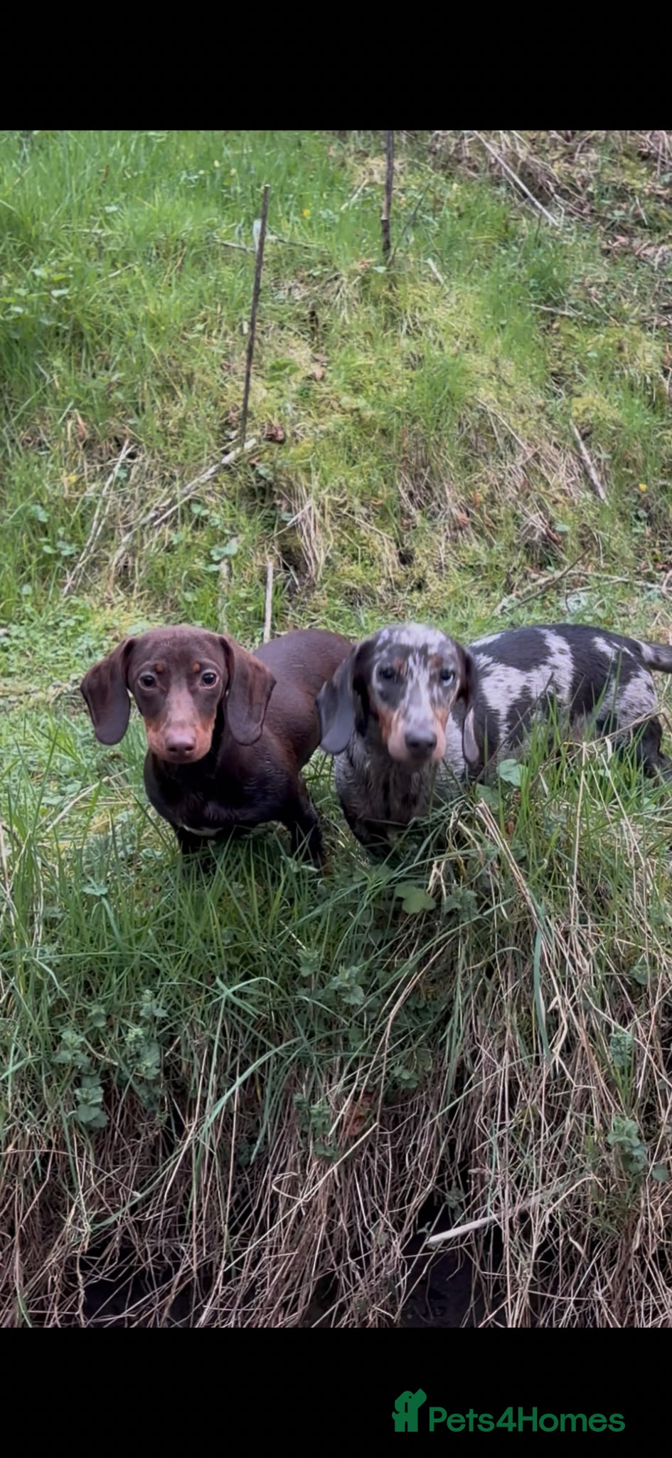 Miniature Dachshund dogs Miniature datchhound  - Advert 4