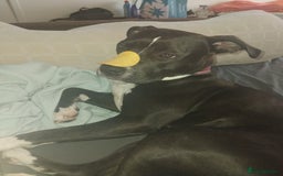 Mixed Breed dogs for sale: Beautiful little girl - Advert 5