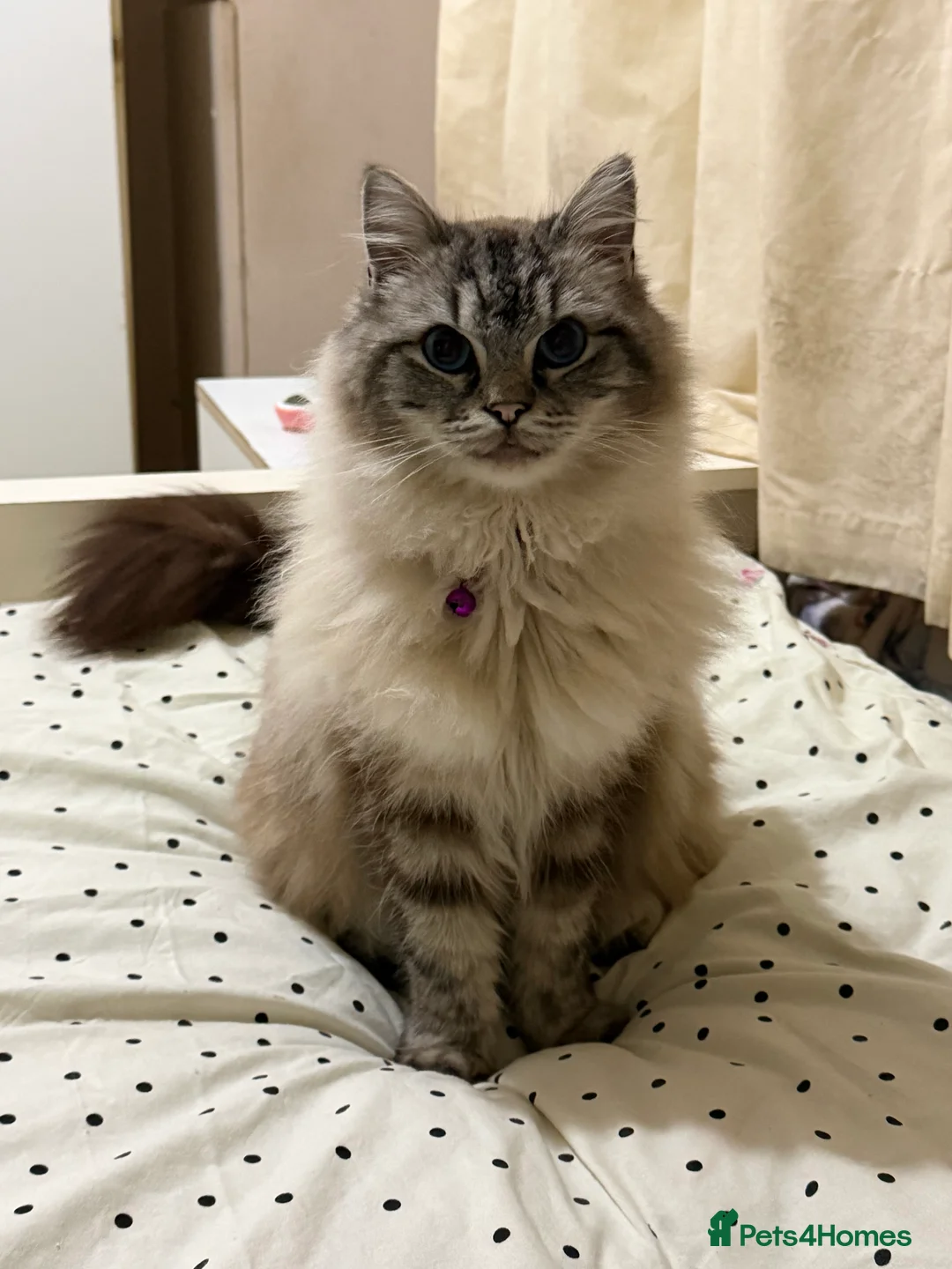 Siberian cats for sale: Beautiful 1 year old Siberian Female  - Advert 5