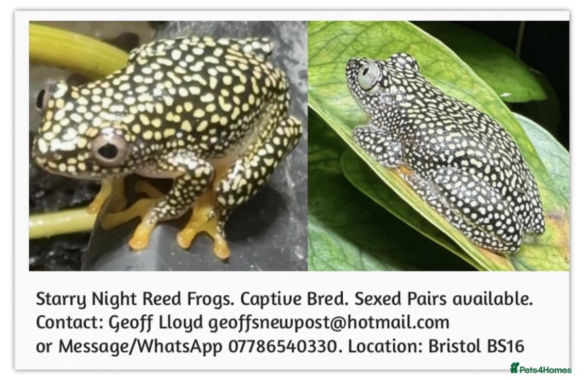 Frog reptiles Starry Night Reed Frogs Sexed Pairs  - Advert 12