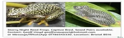 Frog reptiles for sale: Starry Night Reed Frogs Sexed Pairs  in Bristol - Advert 1