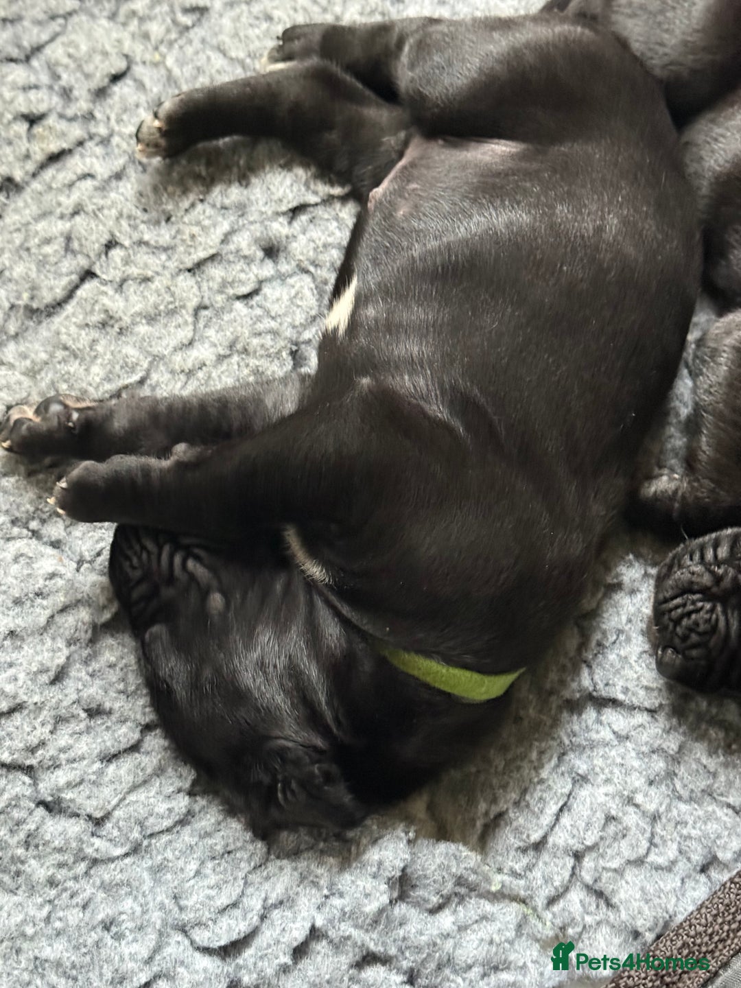 Great Dane dogs for sale: 7 chunky Great Dane puppies  - Image 9