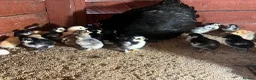 Chickens poultry for sale: Day old Pekin chicks for sale  - Advert 3