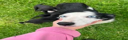 Borador dogs for sale: 5 border collie Labrador cross  - Advert 11
