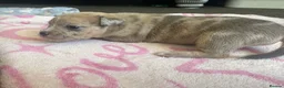 Staffordshire Bull Terrier dogs for sale: Staff puppies for sale  - Advert 3
