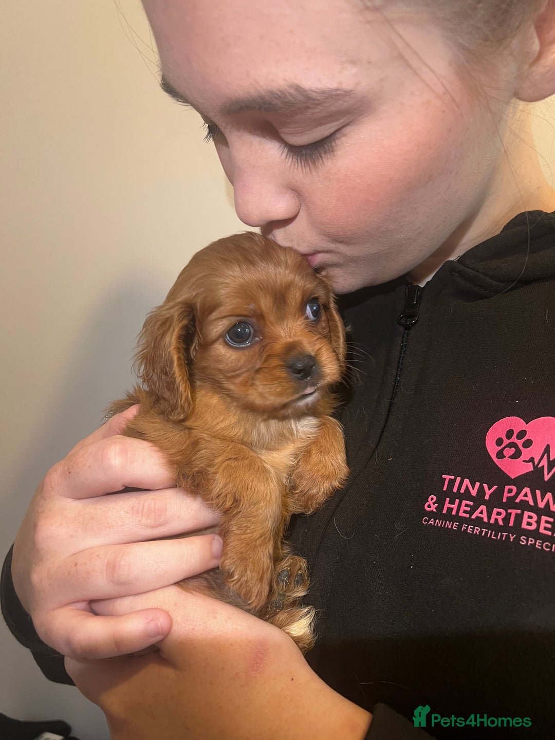 Cavalier King Charles Spaniel dogs for sale: cavalier king charles spaniels 1 little girl left - Image 9