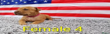 American Bull Staffy 8