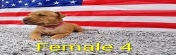 American Bull Staffy dogs for sale: American bull - Advert 32