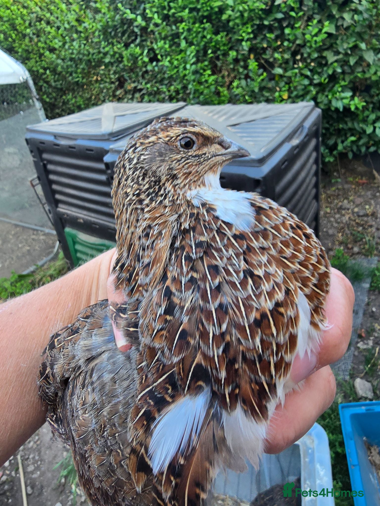 Quail poultry Group of Male Quail  - Advert 22