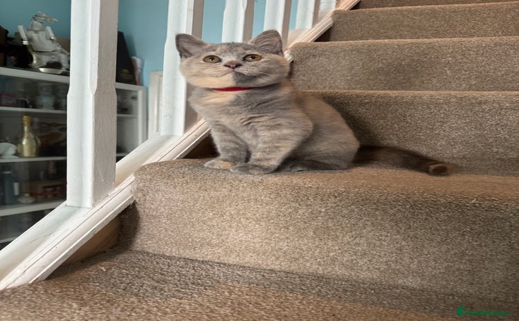 British Shorthair cats - Advert 15