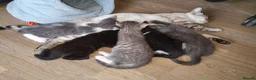 Bengal cats for sale: Home-raised Bengal cross/British Shorthair kittens - Advert 1
