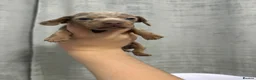 Miniature Dachshund dogs for sale: Beautiful Miniature Dachshund Girls in Liverpool - Advert 9