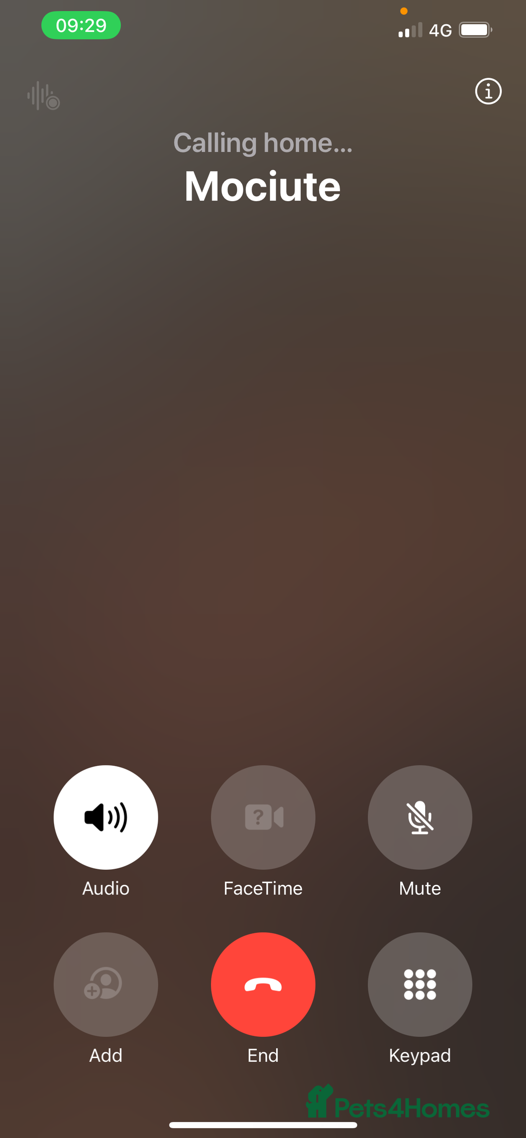 Mixed Breed cats for sale: 5 beautiful kitties  - Advert 9